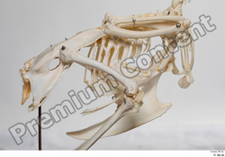  Chicken skeleton 